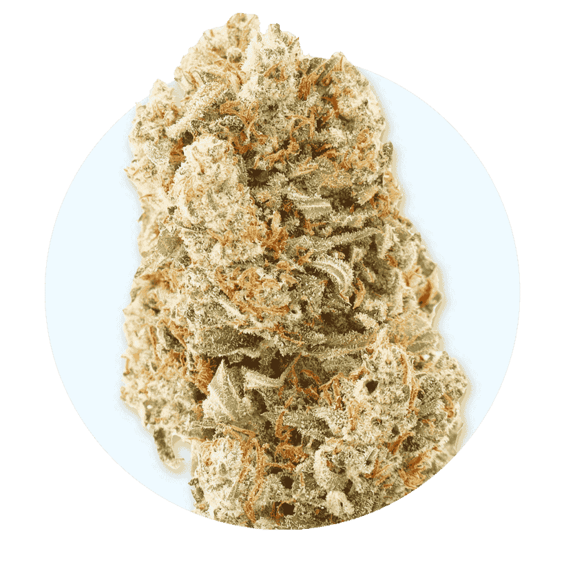 Cannabis Flowers - JARS Cannabis Flowers - JARS