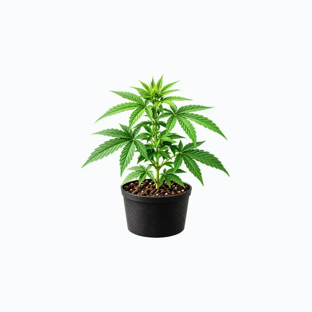Cannabis-Plant Guide