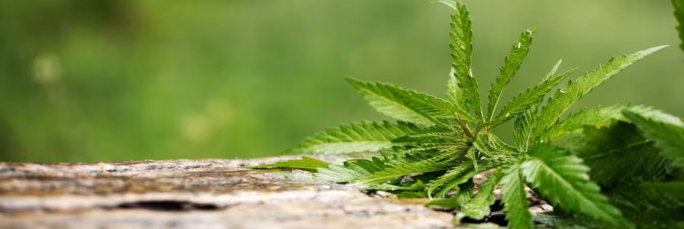 Fresh Cannabis Leaves on a Rustic Wooden Surface Fresh green cannabis leaves on a rustic wooden surface with a blurred green background.