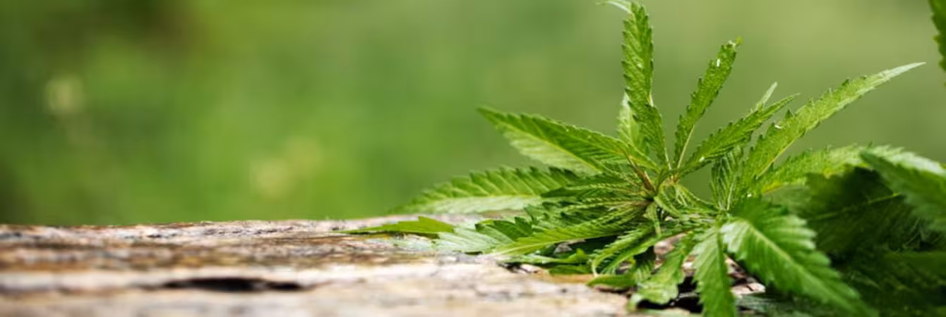 Fresh Cannabis Leaves on a Rustic Wooden Surface Fresh green cannabis leaves on a rustic wooden surface with a blurred green background.