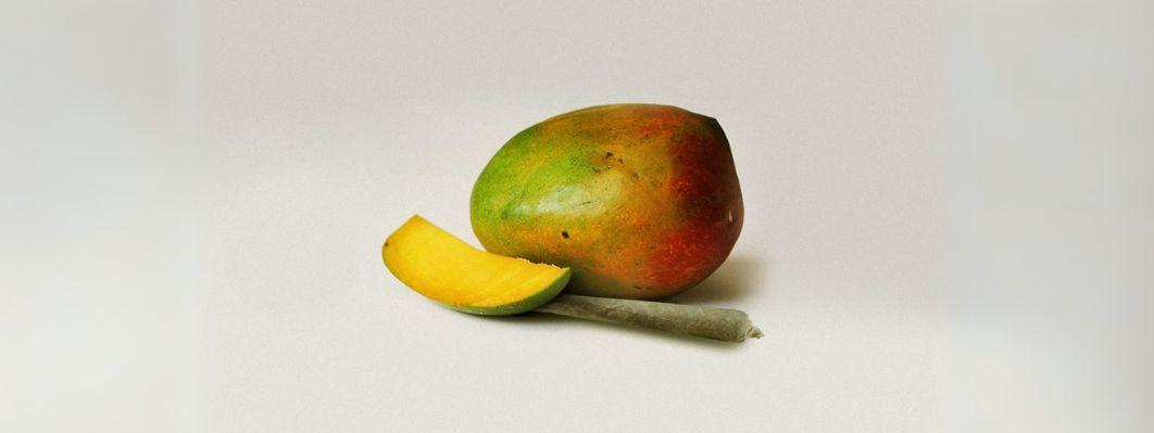 Does eating mango boost your high Does eating mango boost your high