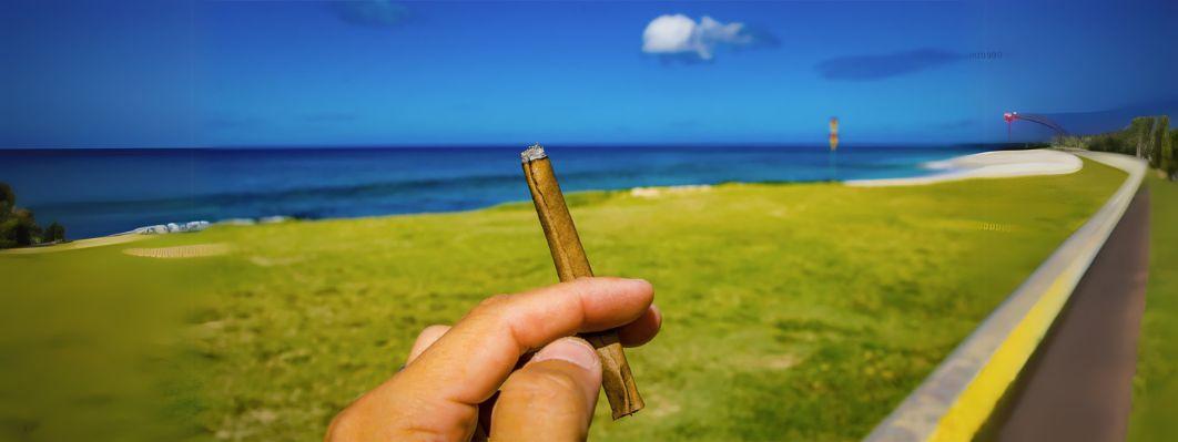Discover the Best Wraps for Blunts: A Comprehensive Guide Discover the Best Wraps for Blunts: A Comprehensive Guide