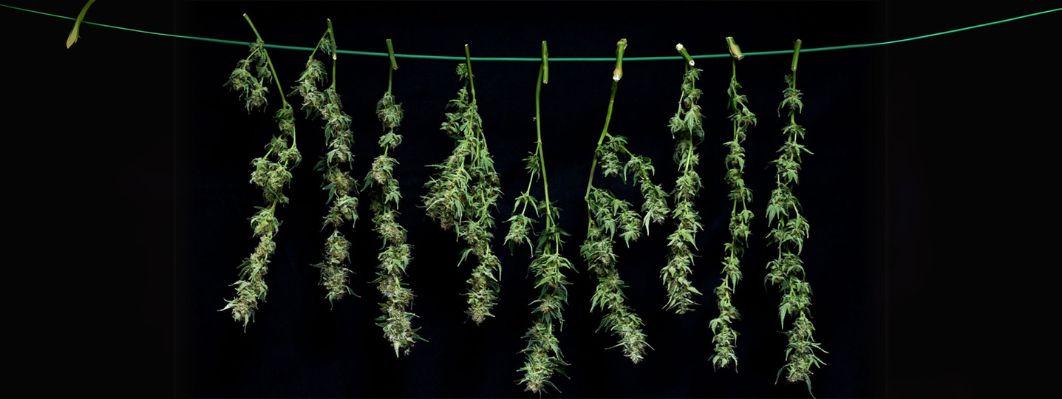 What is Piatella Hash? A Beginner’s Guide to Understanding It What is Piatella Hash? A Beginner’s Guide to Understanding It