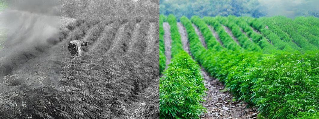 History of Hemp History of Hemp